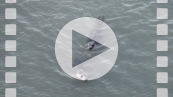 FZ010464 Seals swimming around.mp4
